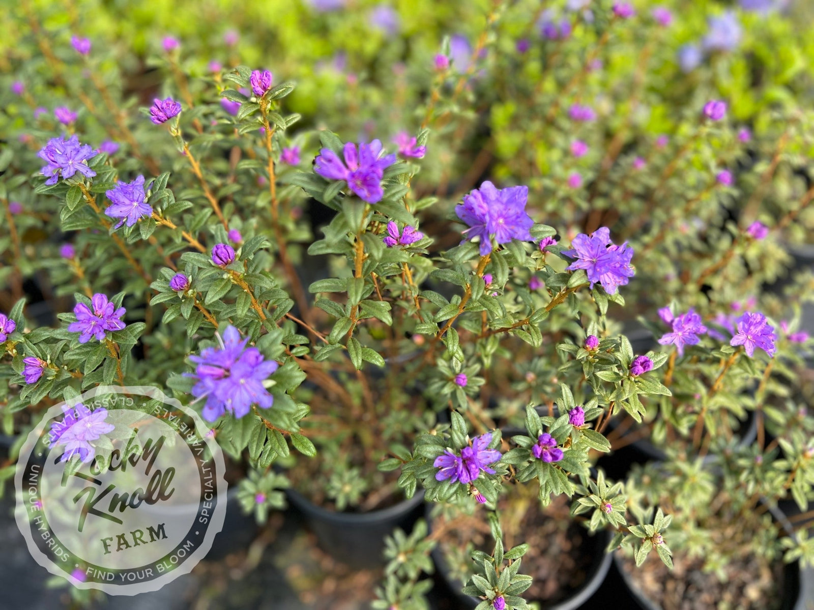 R. hippophaeoides - Rocky Knoll Farm
