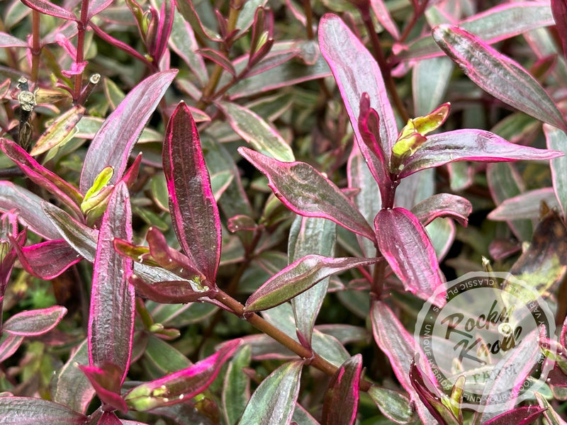 Hebe Purple Shamrock plant from Rocky Knoll Farm