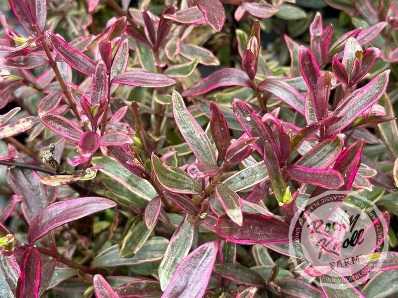 Hebe Purple Shamrock plant from Rocky Knoll Farm