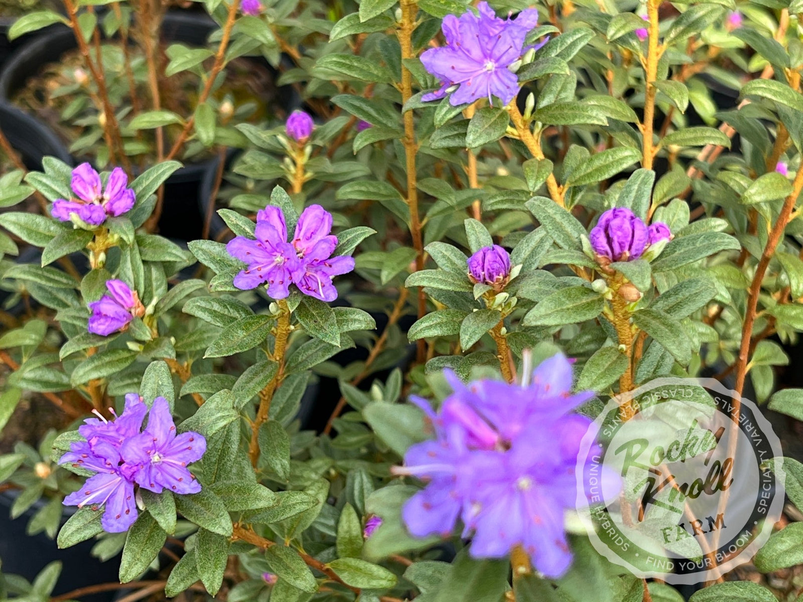 R. hippophaeoides - Rocky Knoll Farm