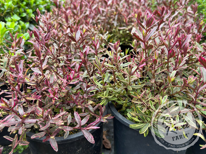 Hebe Purple Shamrock plant from Rocky Knoll Farm