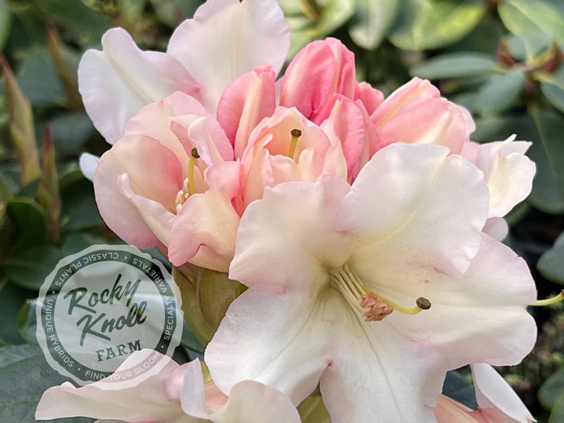 Unique plant from Rocky Knoll Farm