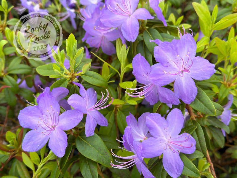 Bluenose plant from Rocky Knoll Farm
