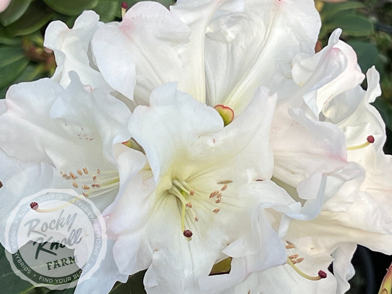 Unique plant from Rocky Knoll Farm