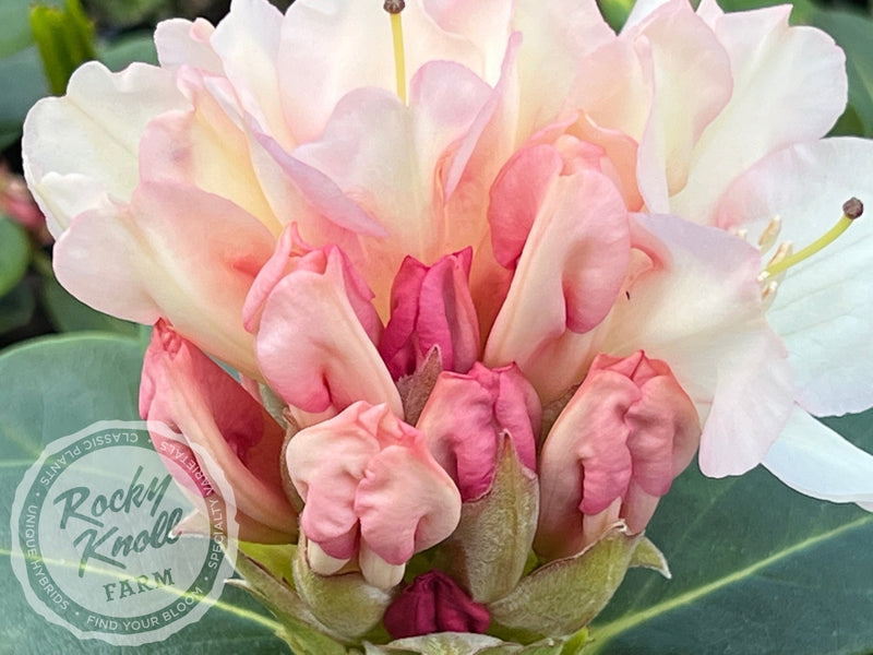 Unique plant from Rocky Knoll Farm