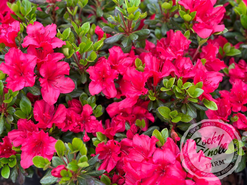 Vuyk's Johanna plant from Rocky Knoll Farm