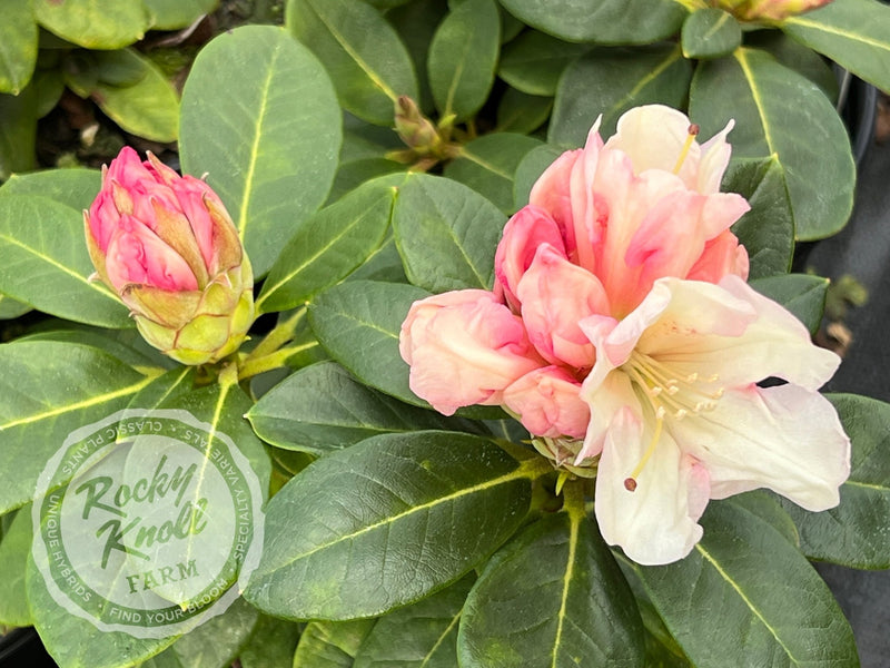 Unique plant from Rocky Knoll Farm