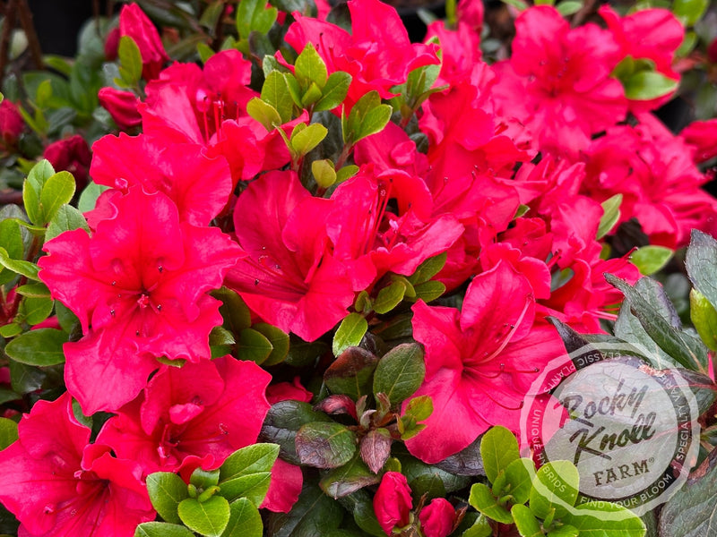 Vuyk's Johanna plant from Rocky Knoll Farm