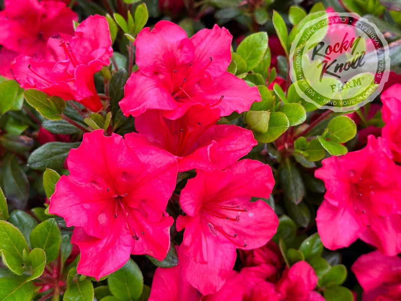 Vuyk's Johanna plant from Rocky Knoll Farm