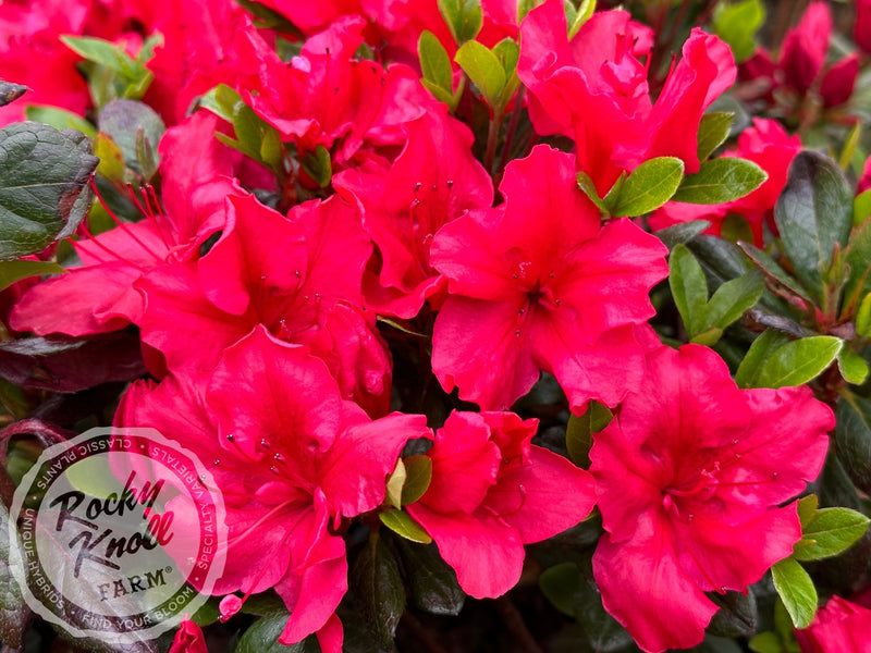 Vuyk's Johanna plant from Rocky Knoll Farm