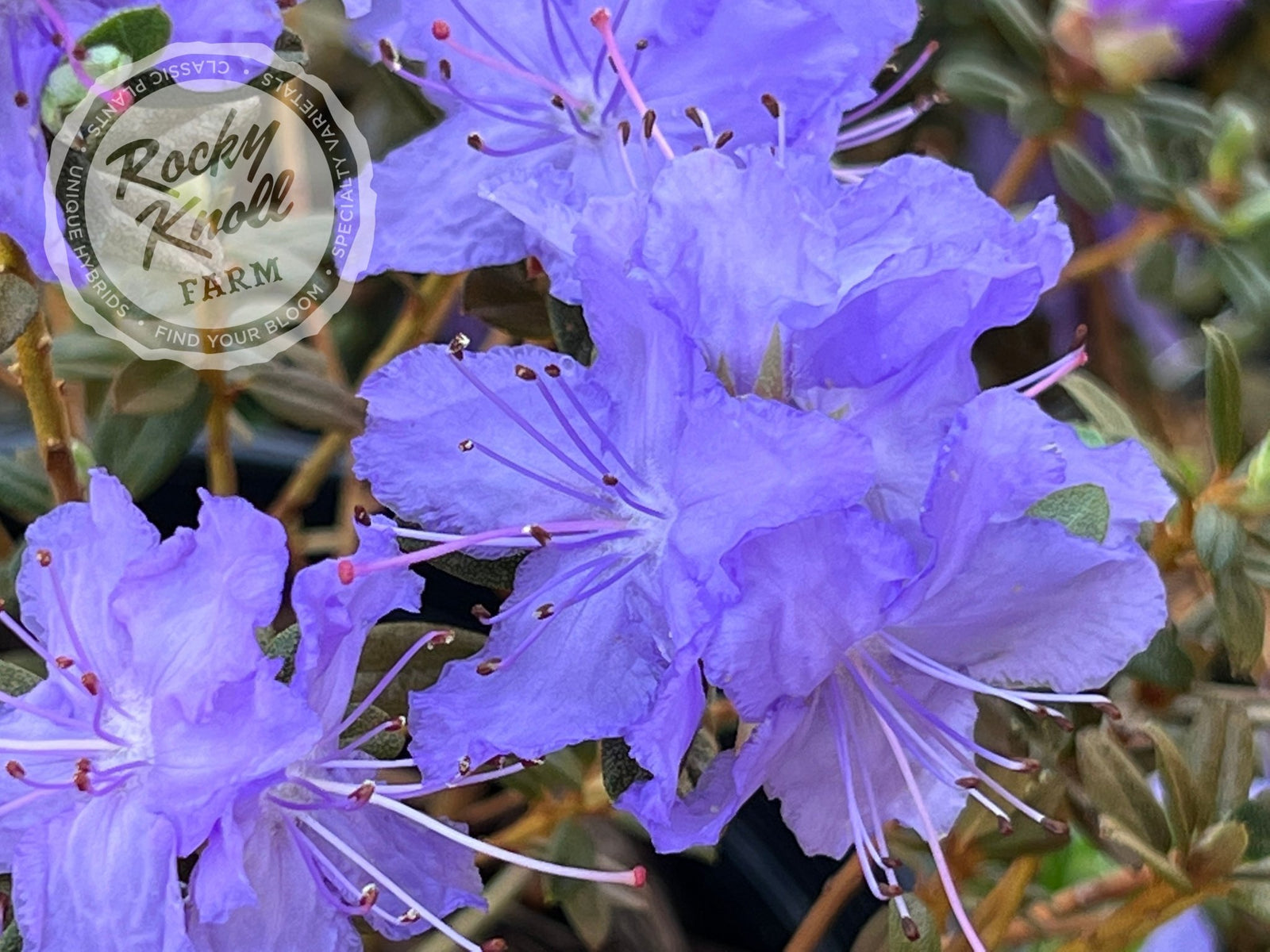 Sapphire - Rocky Knoll Farm