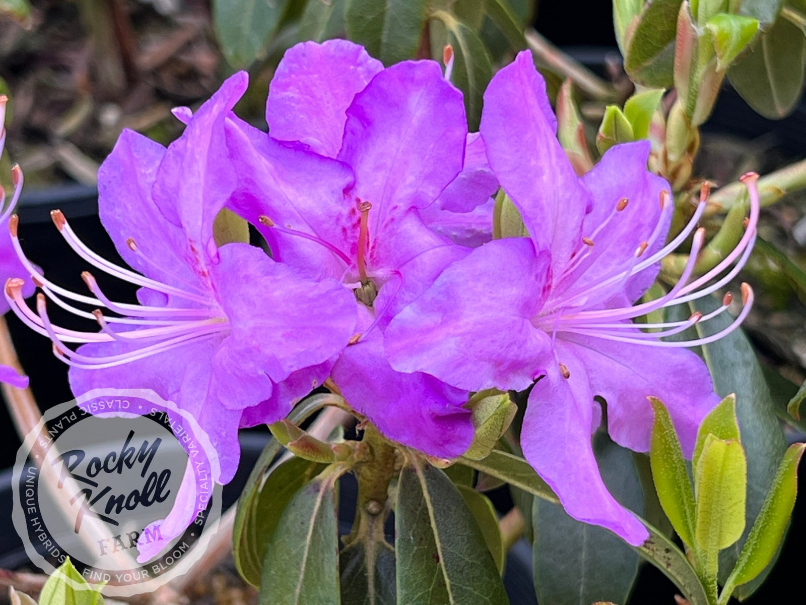 R. augustinii