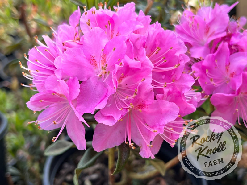 First Date plant from Rocky Knoll Farm
