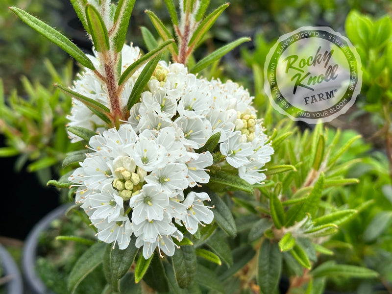 Milky Way plant from Rocky Knoll Farm