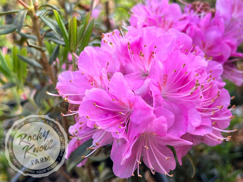 First Date plant from Rocky Knoll Farm