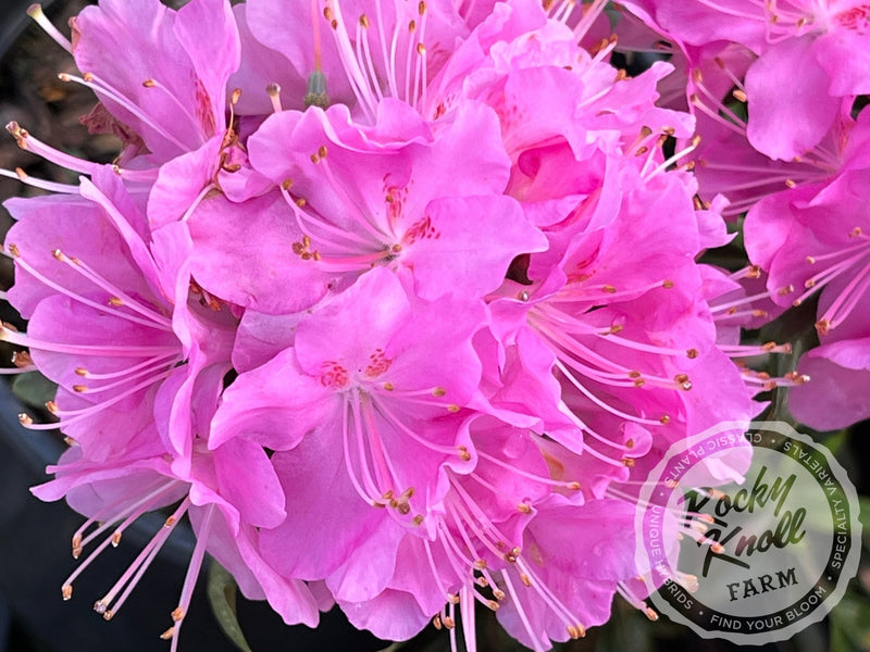 First Date plant from Rocky Knoll Farm