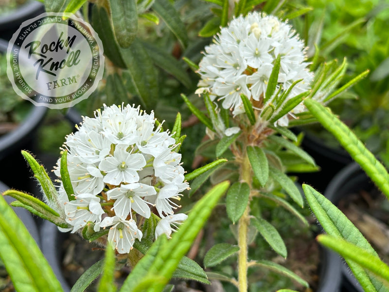 Milky Way plant from Rocky Knoll Farm