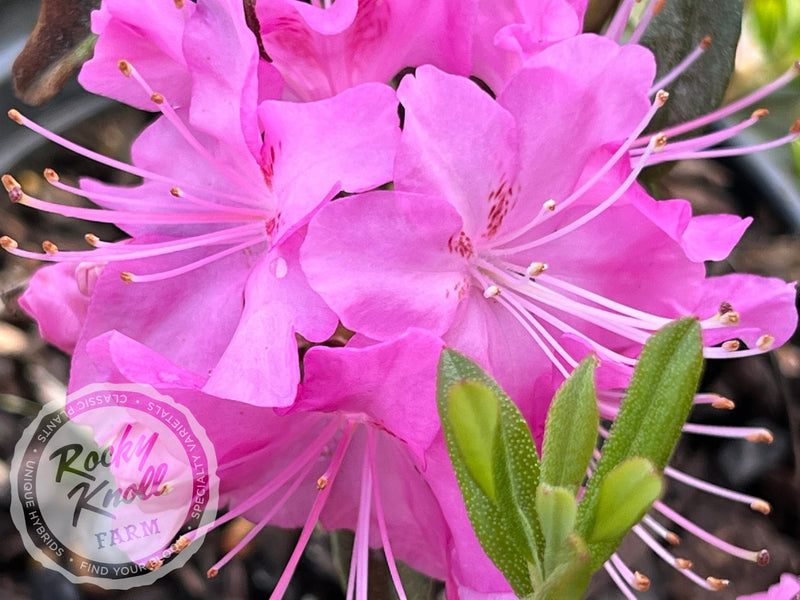 First Date plant from Rocky Knoll Farm