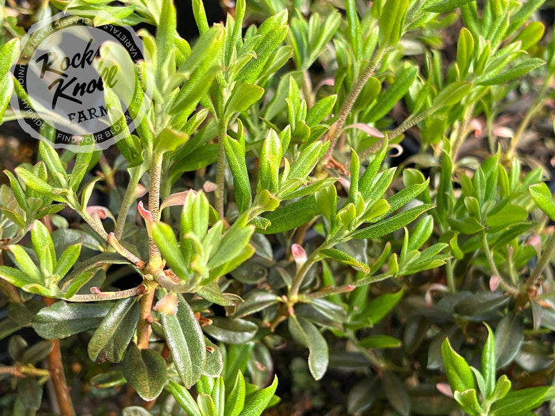 First Date plant from Rocky Knoll Farm