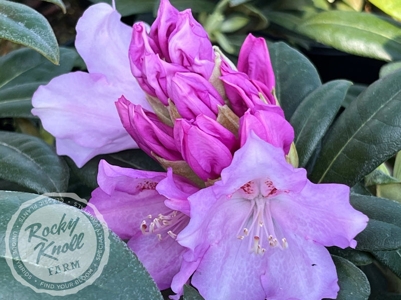 lavender rhododendron tree Lavender Haze