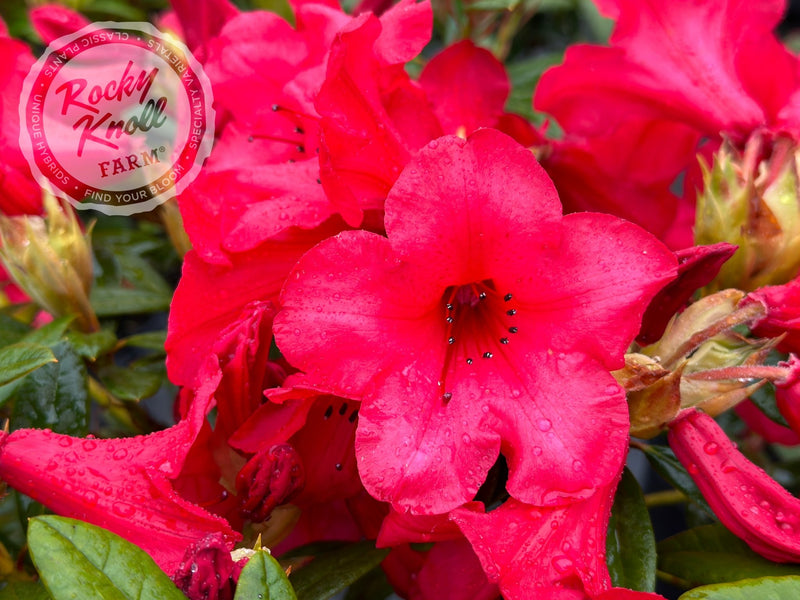 Elizabeth plant from Rocky Knoll Farm