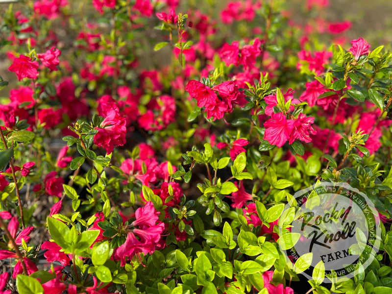 Carolyn Gable plant from Rocky Knoll Farm