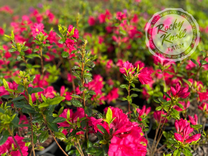Carolyn Gable plant from Rocky Knoll Farm