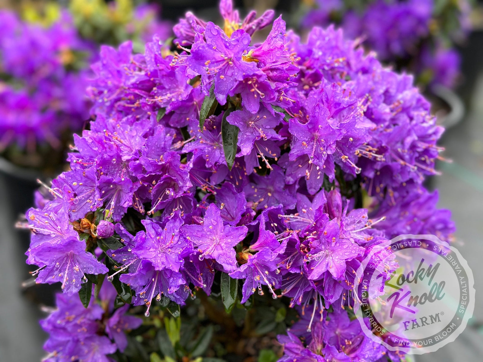 violet様、専用。花台座。幅70cm。高さ86cm。 Vibrant Violet - Rocky Knoll Farm