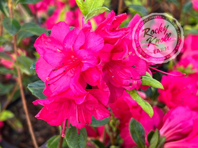 Carolyn Gable plant from Rocky Knoll Farm