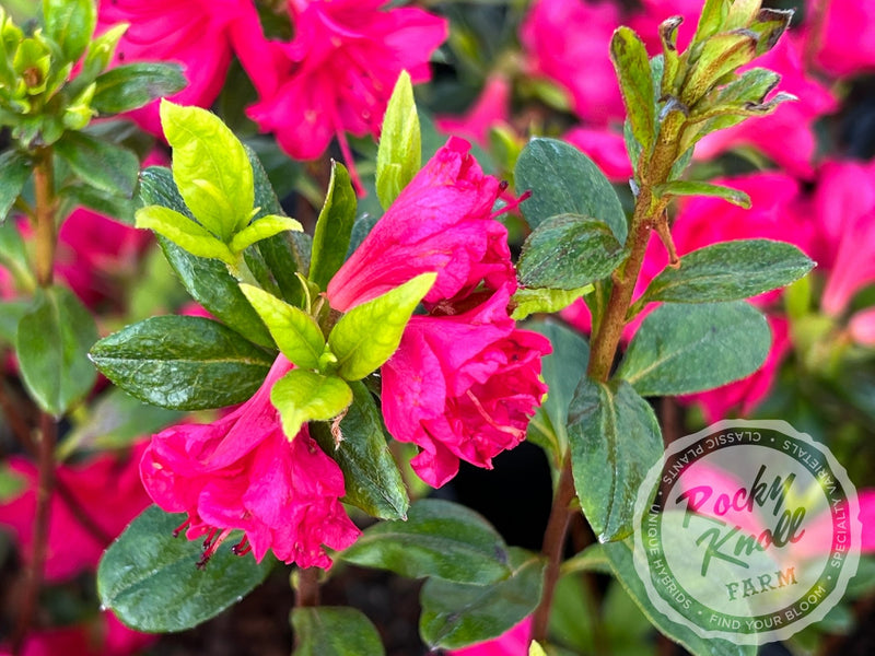 Carolyn Gable plant from Rocky Knoll Farm