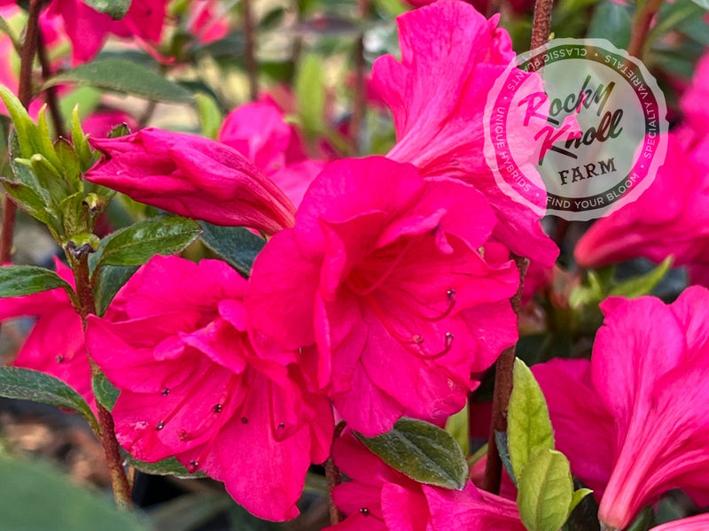 Carolyn Gable plant from Rocky Knoll Farm