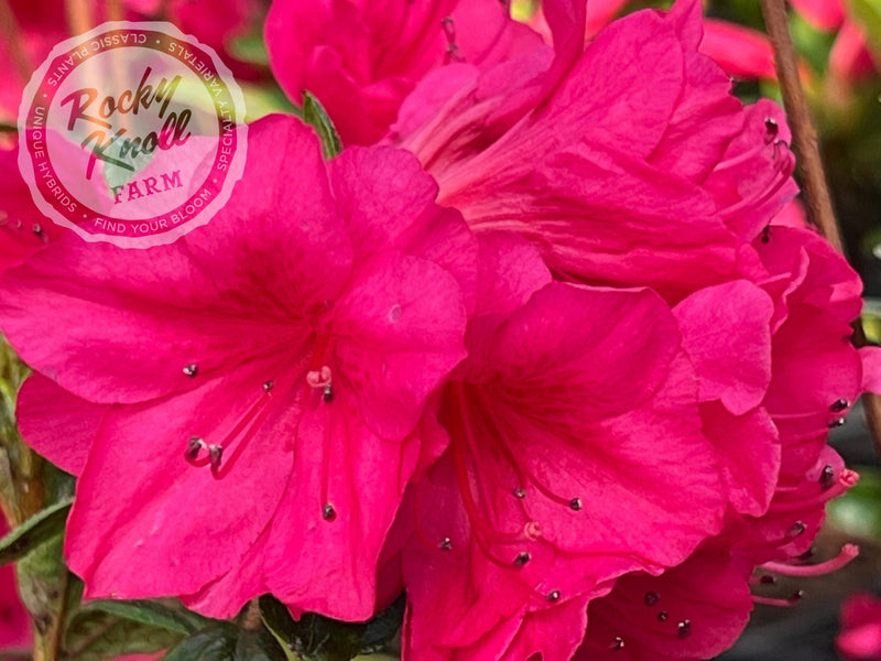 Carolyn Gable plant from Rocky Knoll Farm