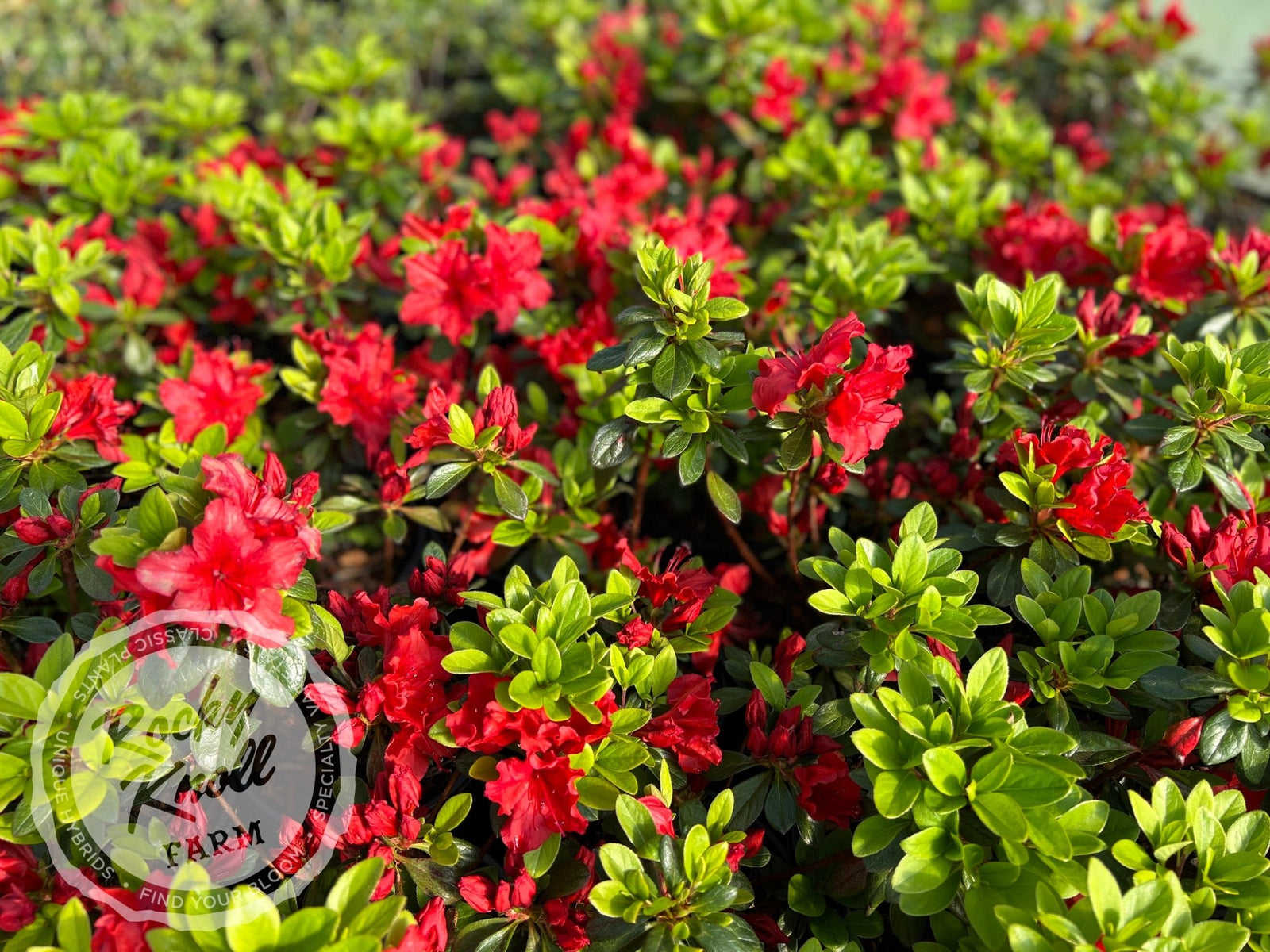 Girard's Hot Shot - Rocky Knoll Farm