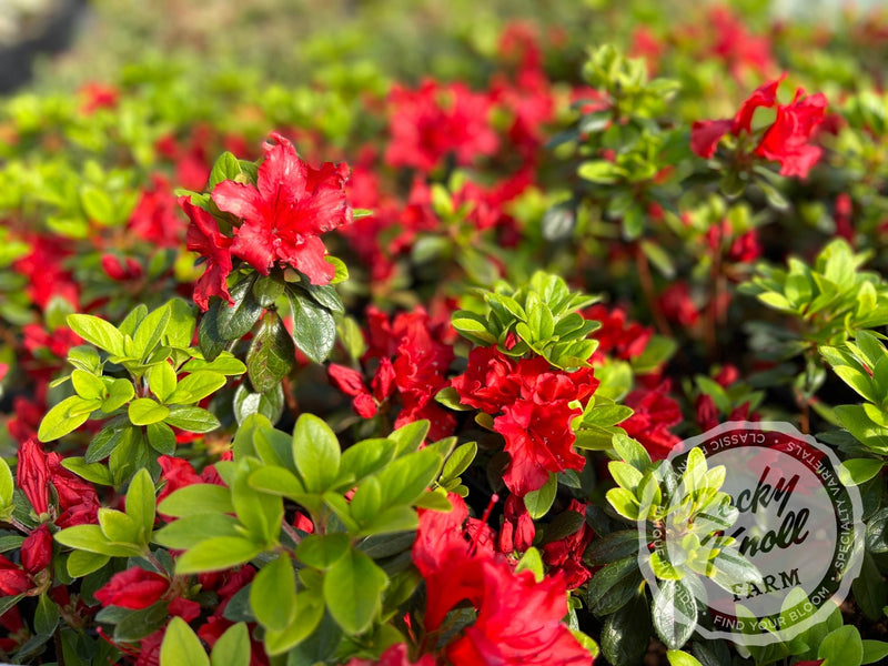 Girard's Hot Shot plant from Rocky Knoll Farm