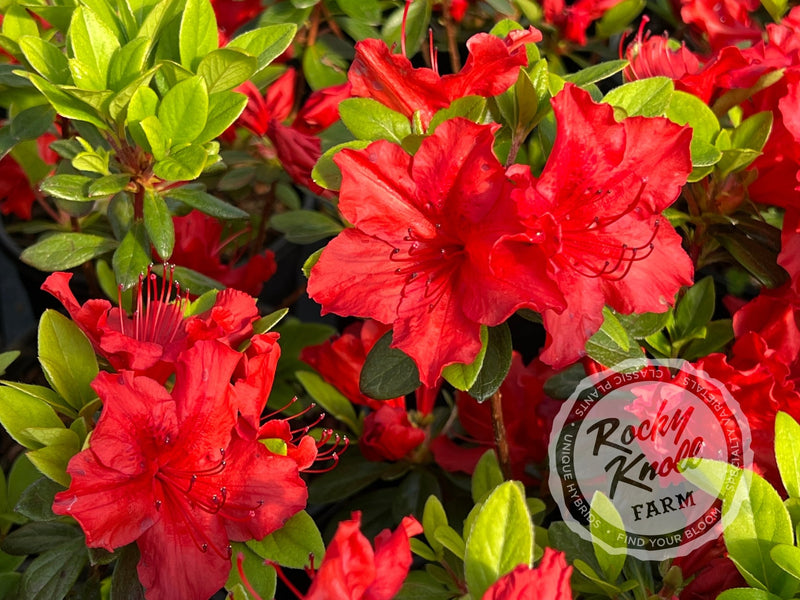Girard's Hot Shot plant from Rocky Knoll Farm