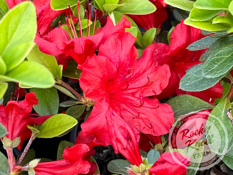 Girard's Hot Shot plant from Rocky Knoll Farm