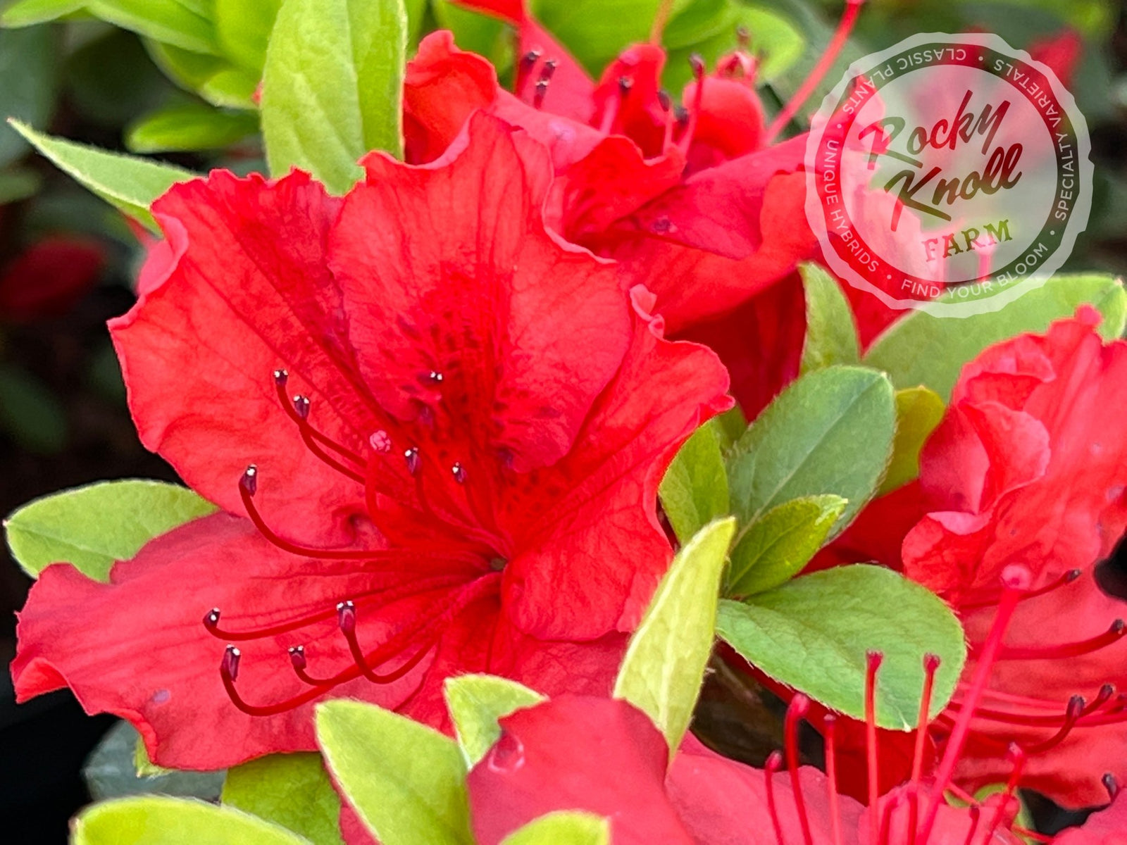 Girard's Hot Shot - Rocky Knoll Farm