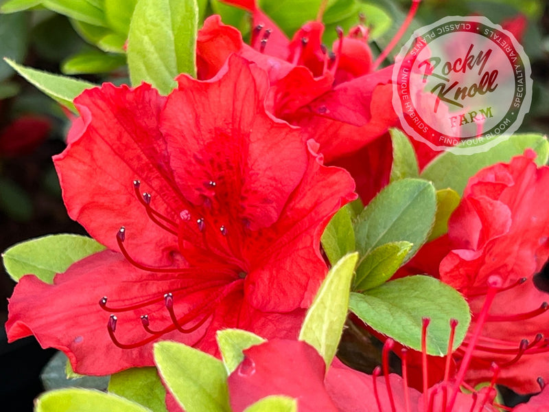 Girard's Hot Shot plant from Rocky Knoll Farm