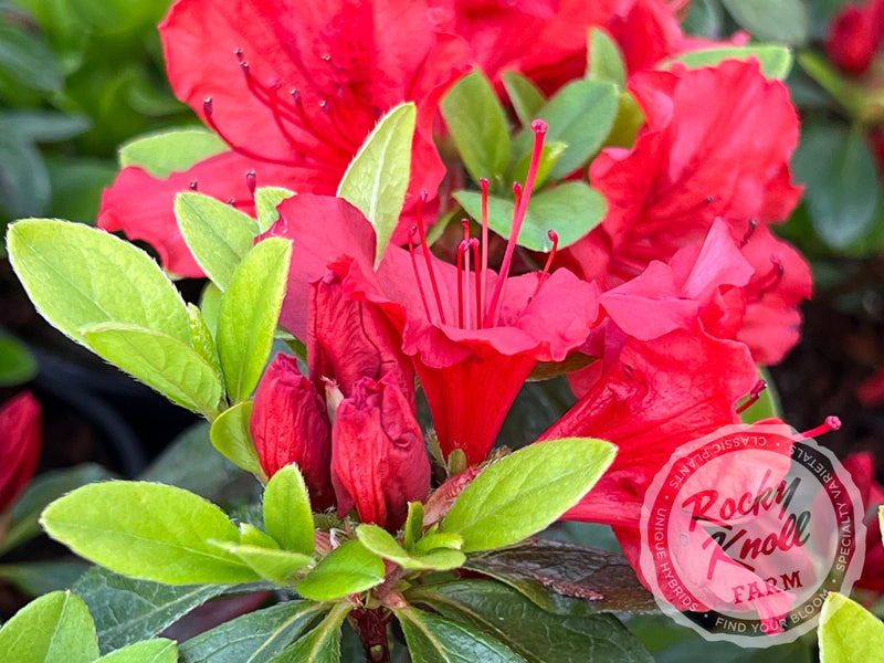 Girard's Hot Shot plant from Rocky Knoll Farm