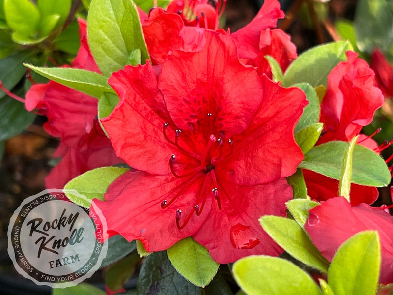Girard's Hot Shot plant from Rocky Knoll Farm