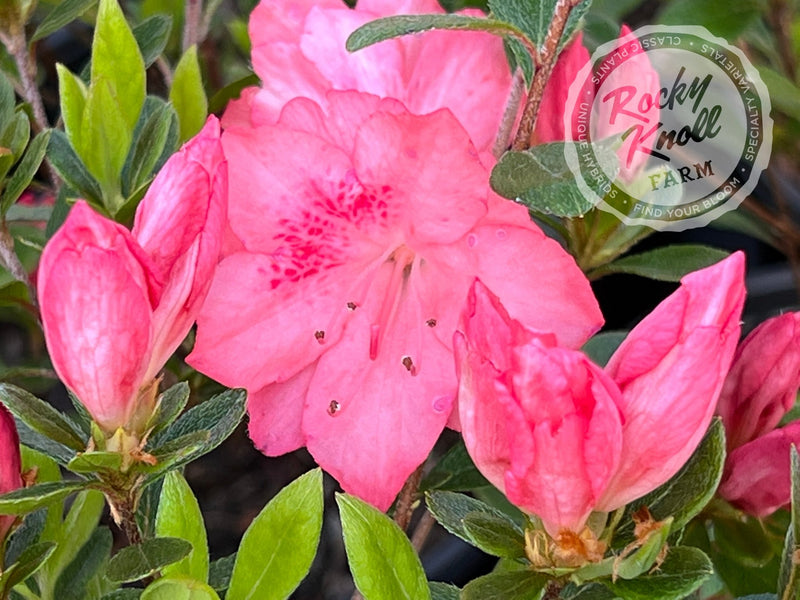 Peach Fuzz plant from Rocky Knoll Farm