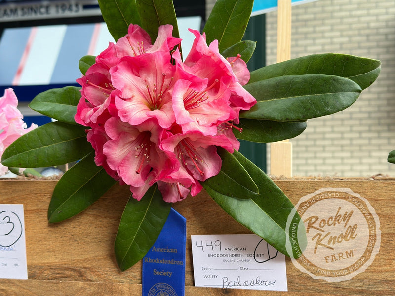 Bodacious plant from Rocky Knoll Farm