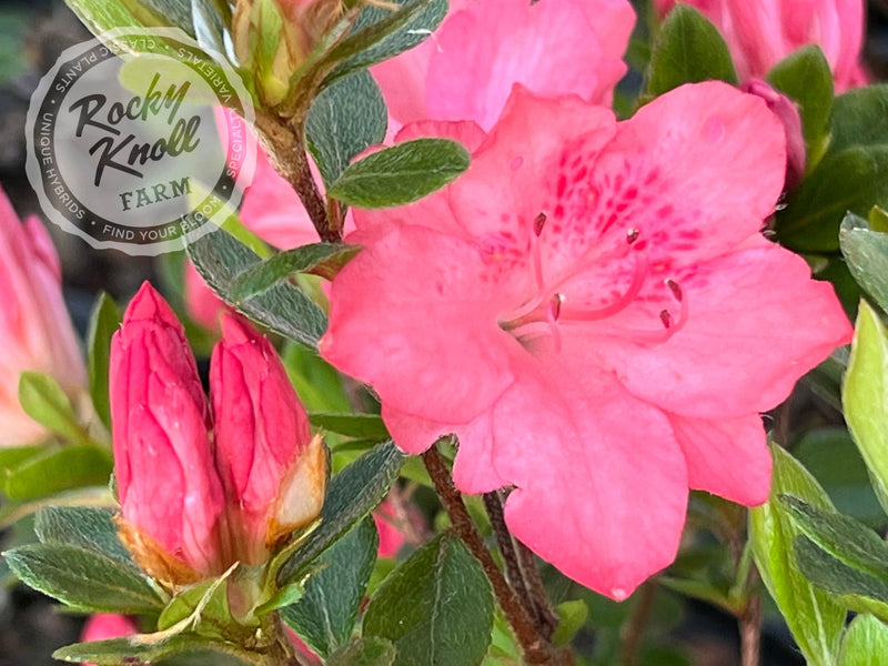 Peach Fuzz plant from Rocky Knoll Farm