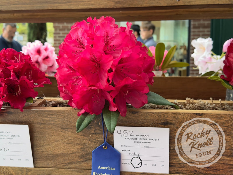 Trilby plant from Rocky Knoll Farm