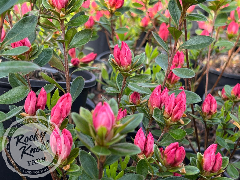 Peach Fuzz plant from Rocky Knoll Farm