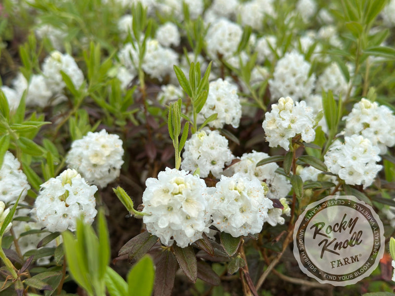 Arctic Tern plant from Rocky Knoll Farm