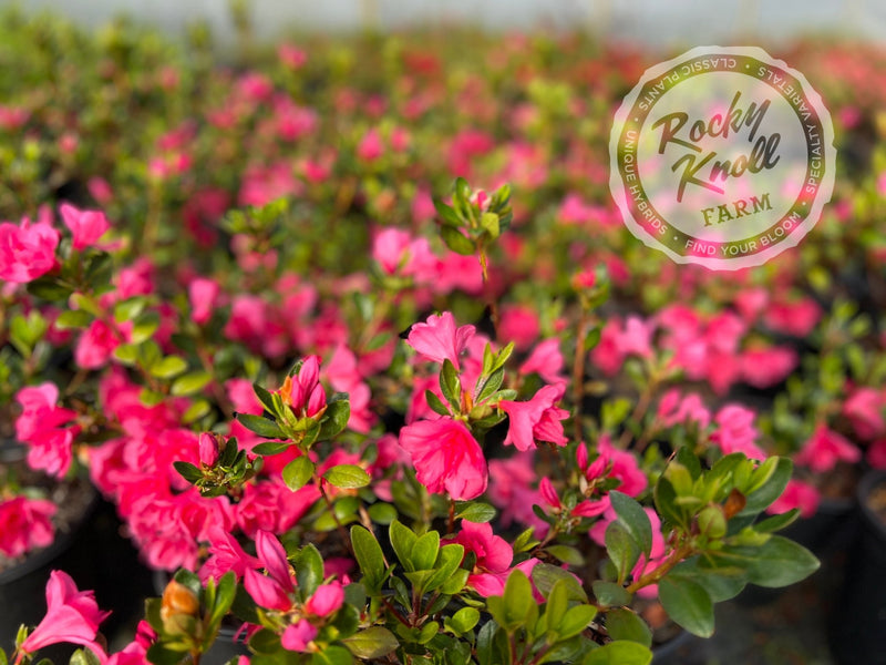 Twenty Grand plant from Rocky Knoll Farm