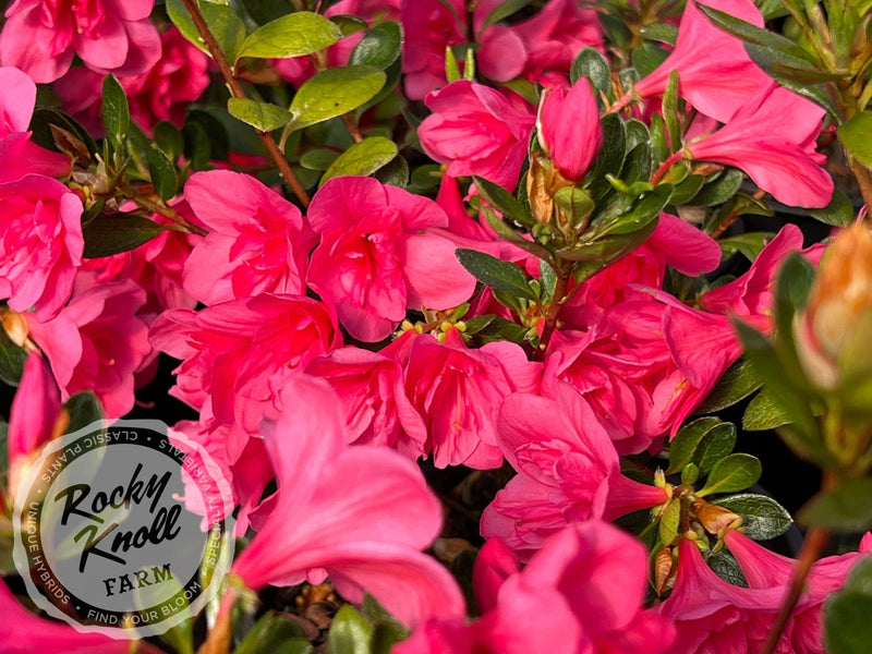 Twenty Grand plant from Rocky Knoll Farm