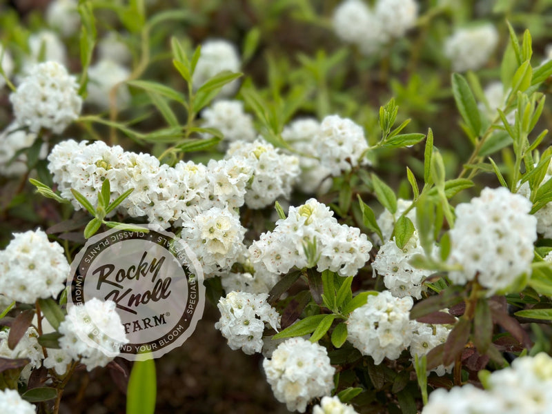 Arctic Tern plant from Rocky Knoll Farm