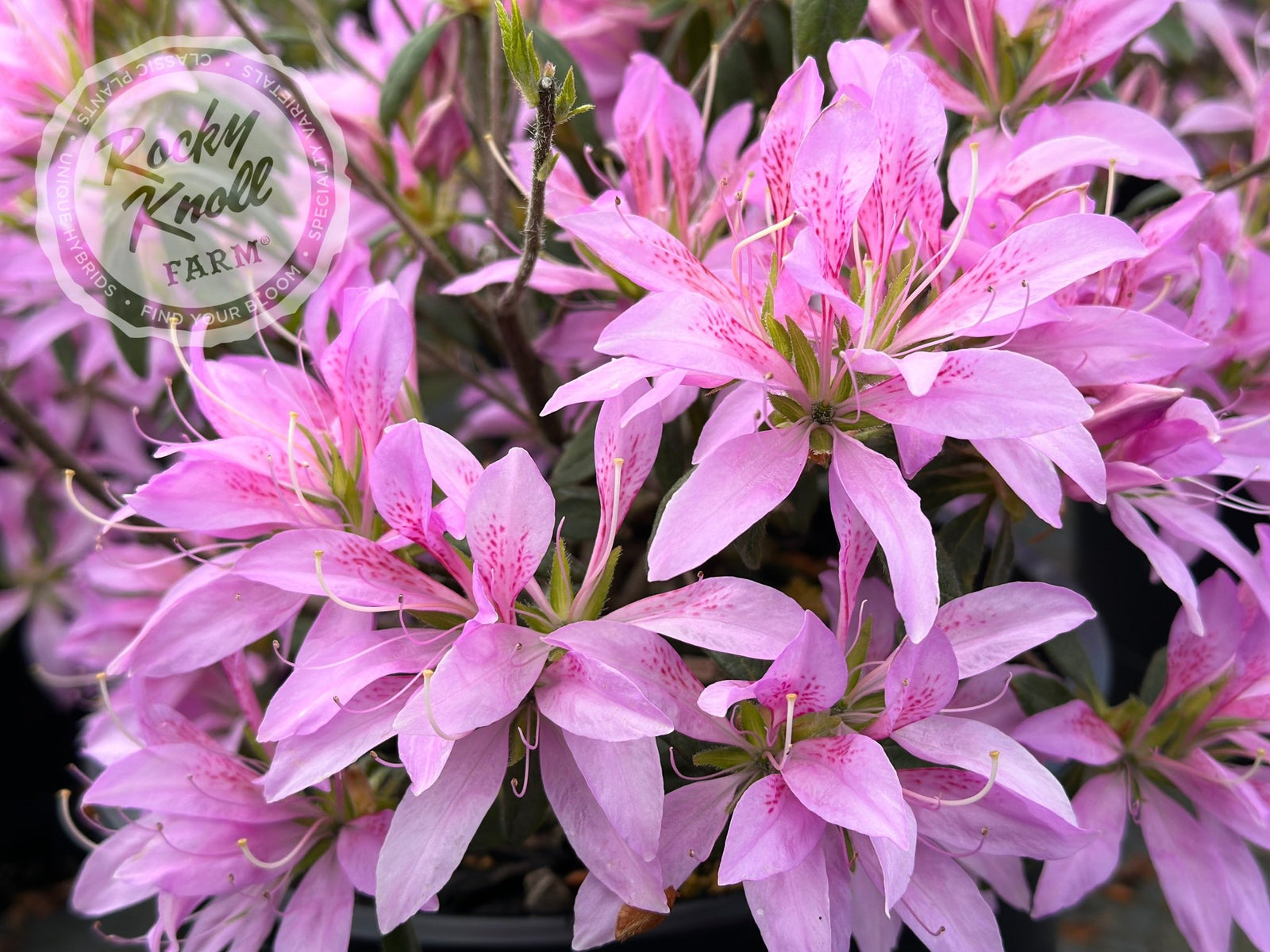 Koromo Shikibu (aka 'Koromo-shikibu') - Rocky Knoll Farm